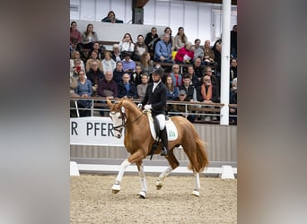 Trakehner, Stallion, 4 years, 16,1 hh, Chestnut-Red