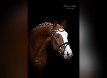 Trakehner, Stallion, 4 years, 16,1 hh, Chestnut-Red