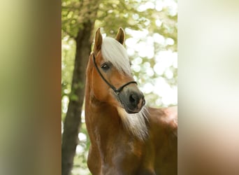 Haflinger / Avelignese, Stallone, 13 Anni, 153 cm, Sauro