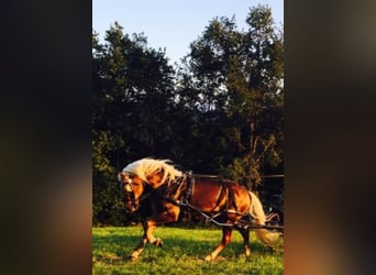 Haflinger, Hengst, 12 Jahre, 153 cm, Fuchs