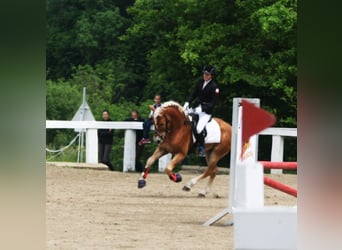 Haflinger, Hengst, 12 Jahre, 153 cm, Fuchs