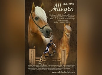 Haflinger, Hengst, 12 Jahre, 153 cm, Fuchs