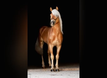 Haflinger, Hengst, 12 Jahre, 153 cm, Fuchs