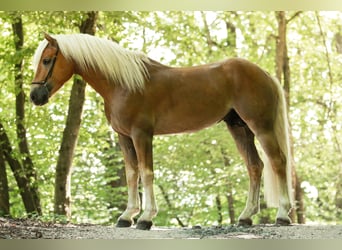 Haflinger, Hengst, 12 Jahre, 153 cm, Fuchs