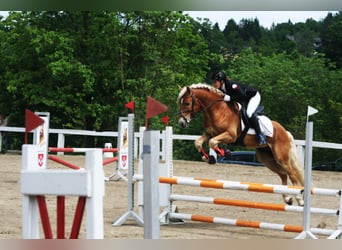 Haflinger, Hengst, 12 Jahre, 153 cm, Fuchs