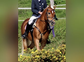 Haflinger, Hengst, 12 Jahre, 153 cm, Fuchs