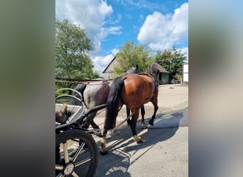 Alt Oldenburg, Gelding, 15 years, 16.3 hh, Brown