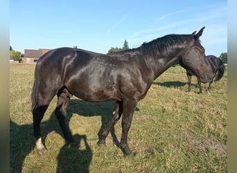 Alt Oldenburger, Wallach, 1 Jahr, 17 hh, Rappe