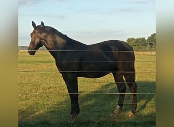 Alt Oldenburger, Wallach, 1 Jahr, 17 hh, Rappe