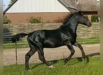 Alt Oldenburger, Wallach, 1 Jahr, 17 hh, Rappe