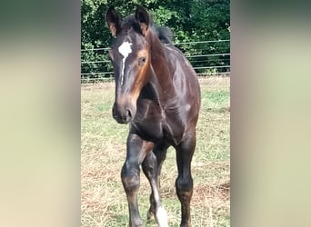 Alt Oldenburg, Gelding, 1 year, Black