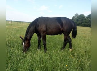 Alt Oldenburg, Gelding, 1 year, Black