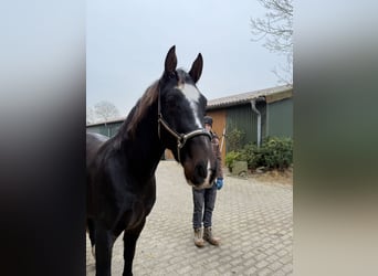 Alt Oldenburg, Gelding, 2 years, 16 hh, Bay-Dark