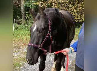 Alt Oldenburg, Gelding, 4 years, 15,3 hh, Black