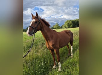 Alt Oldenburg, Gelding, 4 years, 16 hh, Chestnut-Red