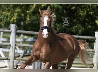 Alt Oldenburg, Gelding, 4 years, 16,1 hh, Chestnut-Red