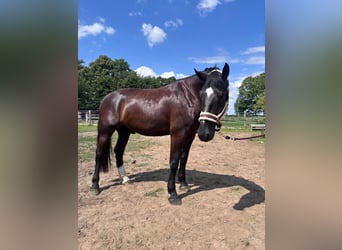 Alt Oldenburg, Gelding, 4 years, 16,2 hh, Black