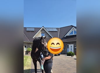 Alt Oldenburg, Gelding, 5 years, 16.1 hh, Black