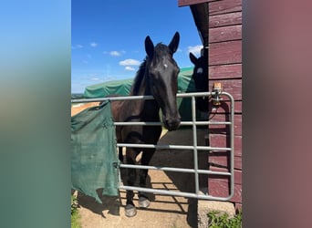 Alt Oldenburg, Gelding, 5 years, 16,1 hh, Black