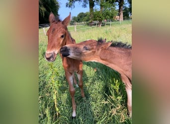 Alt Oldenburg, Gelding, 5 years, 17 hh, Bay-Dark