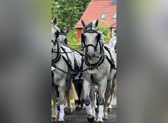 Alt Oldenburg, Gelding, 9 years, 16,2 hh, Grey