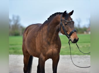 Alt Oldenburg, Mare, 10 years, 16 hh, Brown