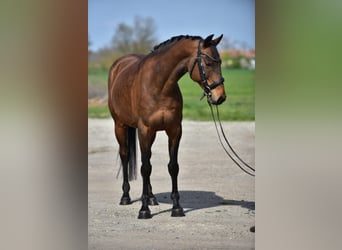 Alt Oldenburg, Mare, 10 years, 16 hh, Brown