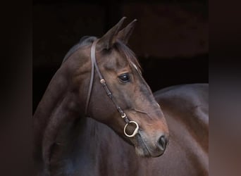 Alt Oldenburg, Mare, 16 years, 16.2 hh, Brown