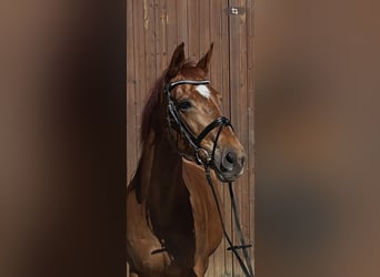 Alt Oldenburg, Mare, 16 years, 17 hh, Chestnut