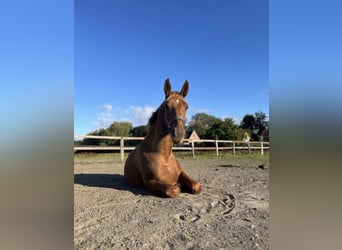 Alt Oldenburg Mix, Mare, 1 year, 14.2 hh, Chestnut-Red