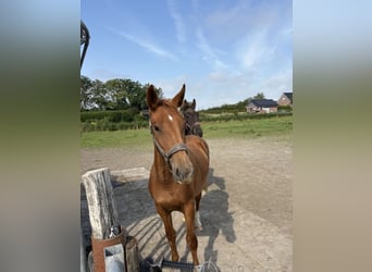 Alt Oldenburg Mix, Mare, 1 year, 14,2 hh, Chestnut-Red