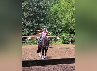 Alt Oldenburg, Mare, 1 year, 16.1 hh, Black Alt Oldenburg, Mare, 1 year, 16.1 hh, Black