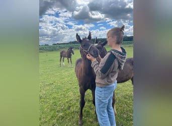 Alt Oldenburg, Mare, 1 year, 16.1 hh, Black Alt Oldenburg, Mare, 1 year, 16.1 hh, Black