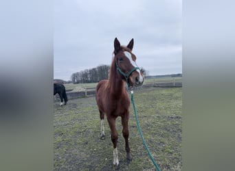 Alt Oldenburg, Mare, 1 year, 16 hh, Chestnut-Red