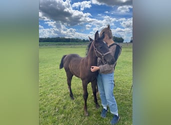 Alt Oldenburg, Mare, 1 year, 16,1 hh, Black