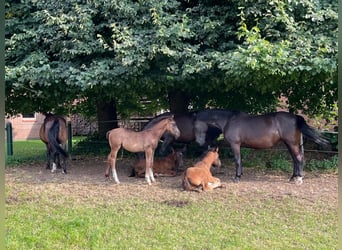 Alt Oldenburg, Mare, 1 year, 16,1 hh, Black
