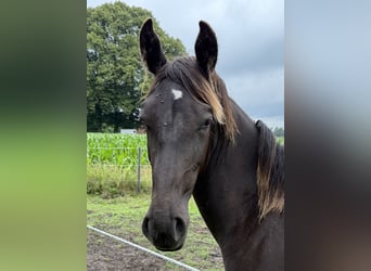Alt Oldenburg, Mare, 1 year, 17 hh, Black