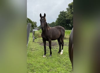 Alt Oldenburg, Mare, 1 year, 17 hh, Black