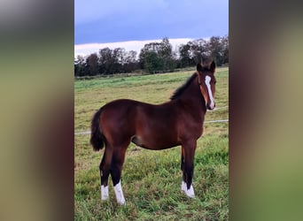 Alt Oldenburg, Mare, 1 year, Brown