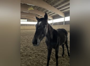 Alt Oldenburg, Mare, 1 year