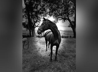 Alt Oldenburg, Mare, 20 years, 16,1 hh, Smoky-Black