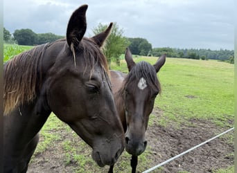 Alt Oldenburg, Mare, 2 years, 17 hh, Black