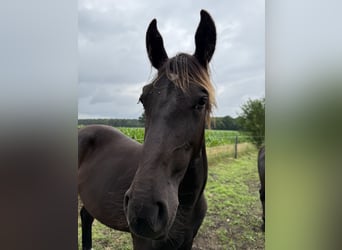 Alt Oldenburg, Mare, 2 years, 17 hh, Black