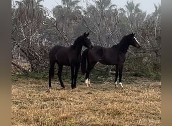 Alt Oldenburg, Mare, 2 years