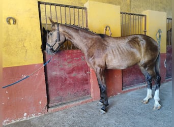 Alt Oldenburg Mix, Mare, 2 years, Grey