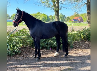Alt Oldenburg, Mare, 3 years, 15,2 hh, Black