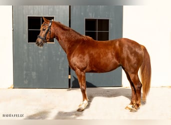 Alt Oldenburg, Mare, 4 years, 15.3 hh, Brown-Light
