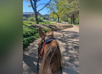 Alt Oldenburg, Mare, 4 years, 15,2 hh, Chestnut-Red