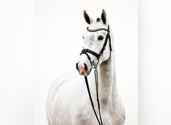 Alt Oldenburg, Mare, 4 years, 16.1 hh, Grey