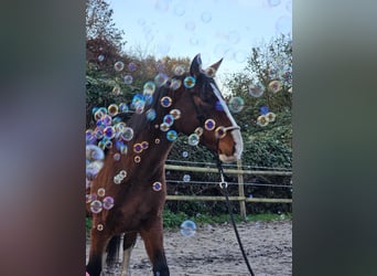 Alt Oldenburg, Mare, 4 years, 16 hh, Brown